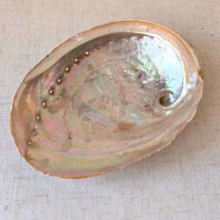 La coquille d’ormeau, aux reflets nacrés changeants