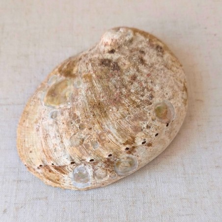 Coquille d’ormeau Haliotis (12 à 16 cm) – Origine Vietnam