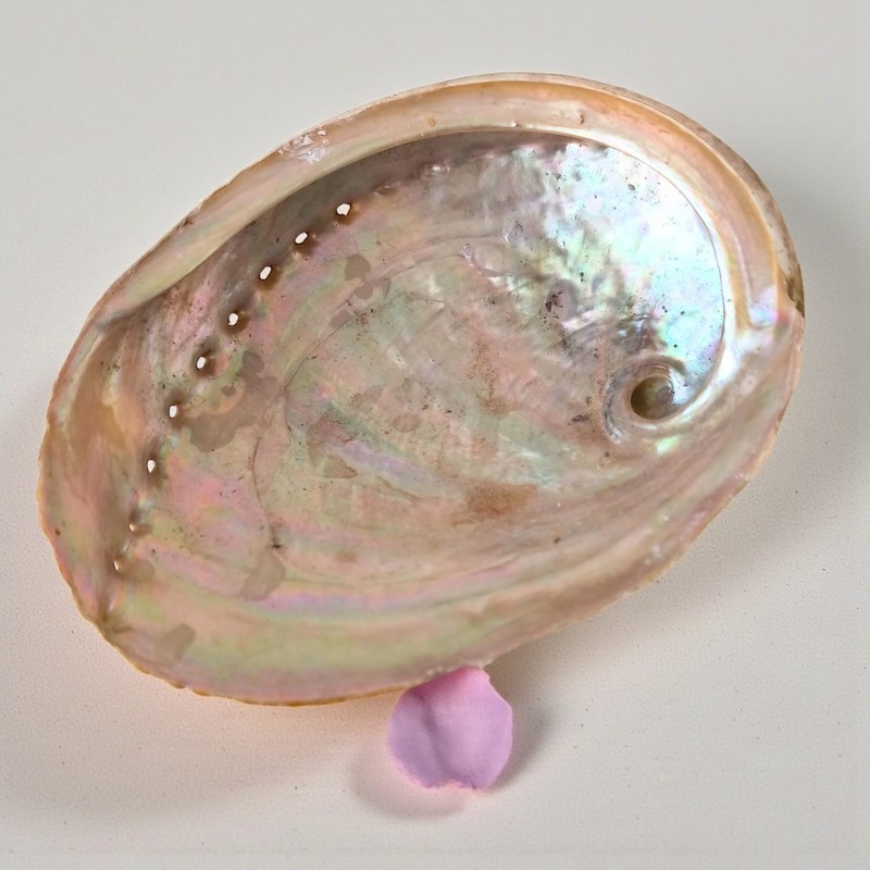 La coquille d’ormeau Haliotis, aux reflets nacrés irisés, est un trésor issu de l’océan.