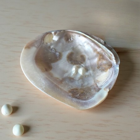 Coquillage en nacre naturelle avec perle, aux reflets doux et lumineux