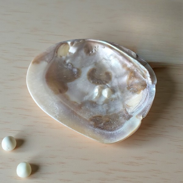 Coquillage en nacre naturelle avec perle, aux reflets doux et lumineux