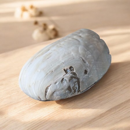 Coquillage en nacre naturelle avec perle, aux reflets doux et lumineux 2