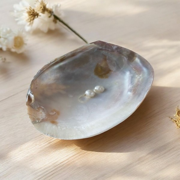 Coquillage en nacre naturelle avec perle (14 à 16 cm)