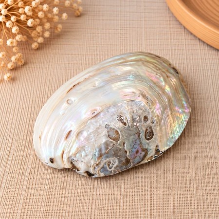 Coquillage en nacre naturelle avec perle – vue intérieure 2