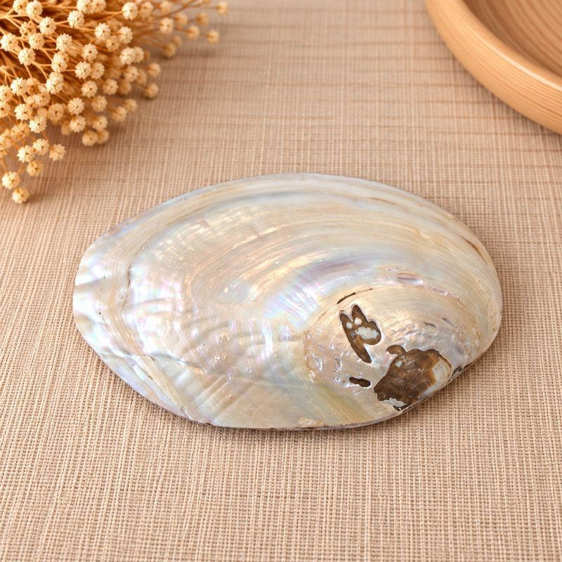 Coquillage en nacre naturelle – vue de la coquille extérieure