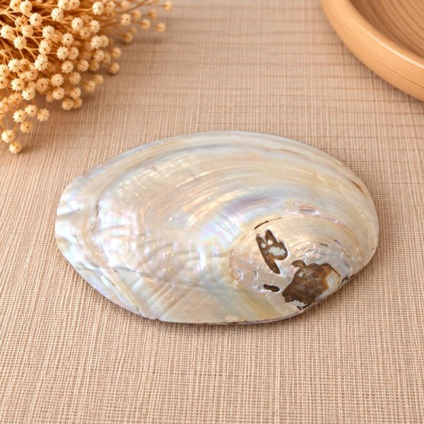 Coquillage en nacre naturelle – vue de la coquille extérieure